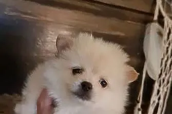 Pomeranian szpic miniaturowy szczeniaki suczki kremowe piesek orange PIĘKNE, Podkarpackie, Frysztak