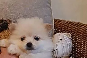 Pomeranian szpic miniaturowy szczeniaki suczki kremowe piesek orange PIĘKNE, Podkarpackie, Frysztak