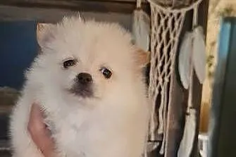 Pomeranian szpic miniaturowy szczeniaki suczki kremowe piesek orange PIĘKNE, Podkarpackie, Frysztak
