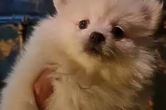 Pomeranian szpic miniaturowy szczeniaki suczki kremowe piesek orange PIĘKNE, Podkarpackie, Frysztak