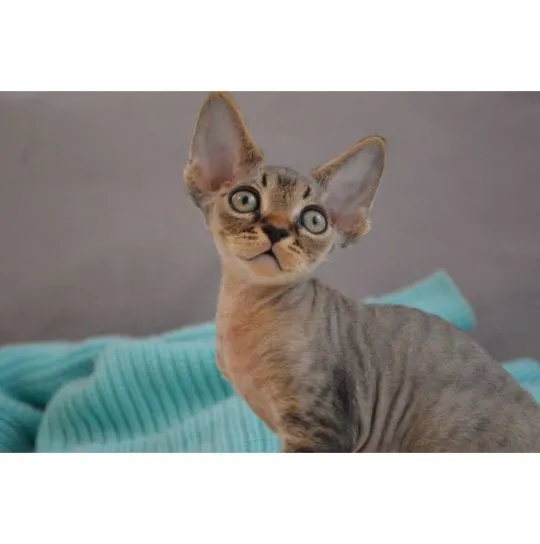 Sprzedam radosne kocięta rasy Devon Rex. Chętnie je odbiorę.