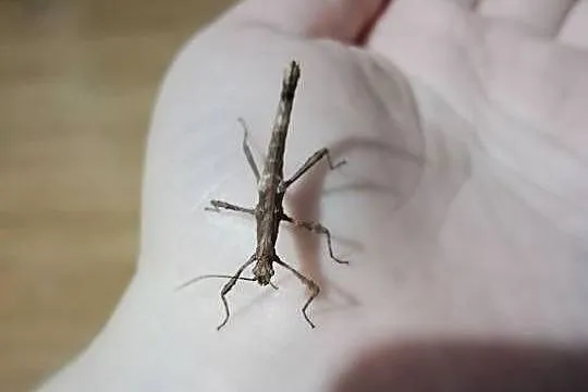 Straszyki filipińskie samce i samice, Kujawsko-pomorskie, Brodnica