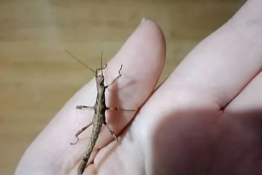 Straszyki filipińskie samce i samice, Kujawsko-pomorskie, Brodnica