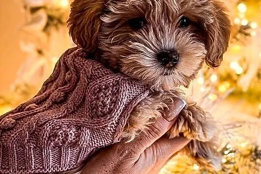 Suczka Maltipoo