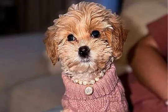 Suczka Maltipoo, Mazowieckie, Piaseczno