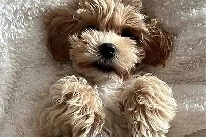 Suczka Maltipoo, Mazowieckie, Piaseczno