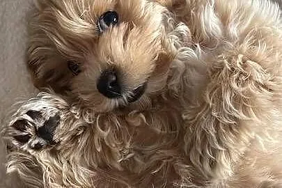 Suczka Maltipoo, Mazowieckie, Piaseczno