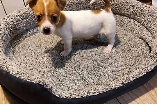 Jack Russell terrier, Łódzkie, Piątek