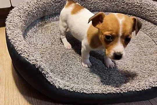 Jack Russell terrier, Łódzkie, Piątek