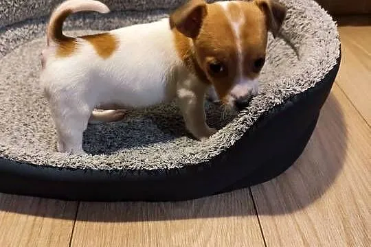Jack Russell terrier, Łódzkie, Piątek