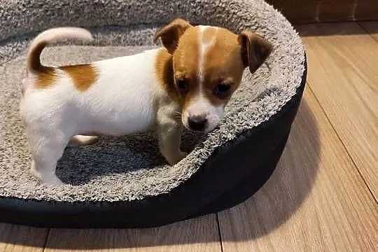 Jack Russell terrier, Łódzkie, Piątek