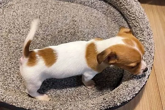 Jack Russell terrier, Łódzkie, Piątek
