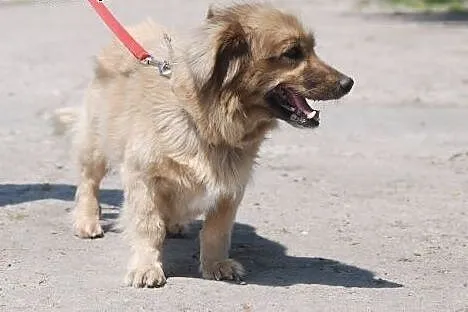 8 kg Psota szuka domu!,  mazowieckie Warszawa
