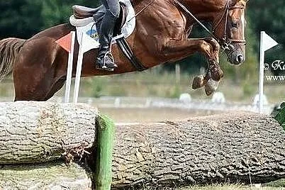 Stanówka-ogier MŁP Irches po Chef Supreme, , Nowy