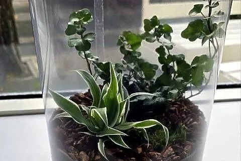 Terrarium z wentylacją 21x35cm - bezpieczna tuba - owady, pająki, płazy, Śląskie, Tychy