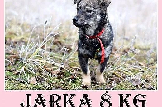 11 mies.mała 8 kg,łagodna,tulaśna,wesoła suczka JARKA.Adopcja,  małopolskie Kraków