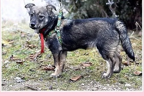 11 mies.mała 8 kg,łagodna,tulaśna,wesoła suczka JA