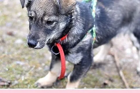 11 mies.mała 8 kg,łagodna,tulaśna,wesoła suczka JA