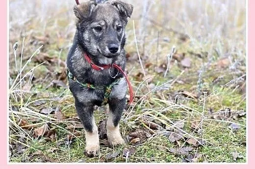 11 mies.mała 8 kg,łagodna,tulaśna,wesoła suczka JA