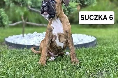 Bokser-Suczka, Wielkopolskie, Baszyny