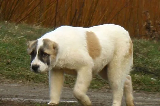 Owczarek środkowoazjatycki pies Import, środkowo-a, Zbąszynek