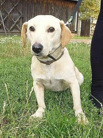 Łagodny, grzeczny Bolek – mix jamnika ADOPCJA