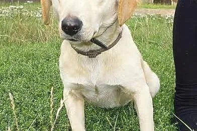Łagodny, grzeczny Bolek – mix jamnika ADOPCJA