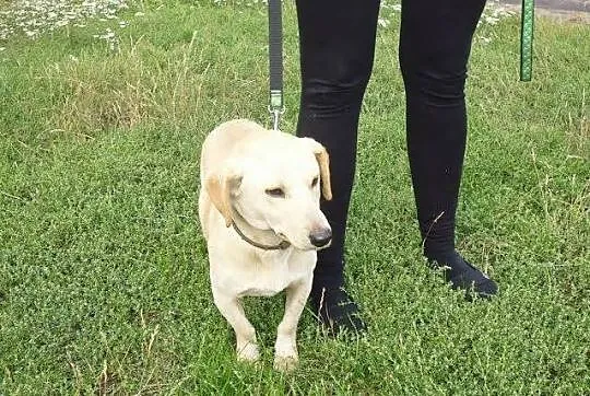 Łagodny, grzeczny Bolek – mix jamnika ADOPCJA