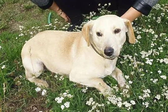 Łagodny, grzeczny Bolek – mix jamnika ADOPCJA