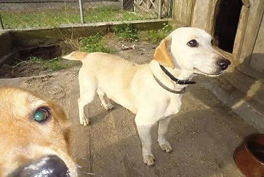 Łagodny, grzeczny Bolek – mix jamnika ADOPCJA