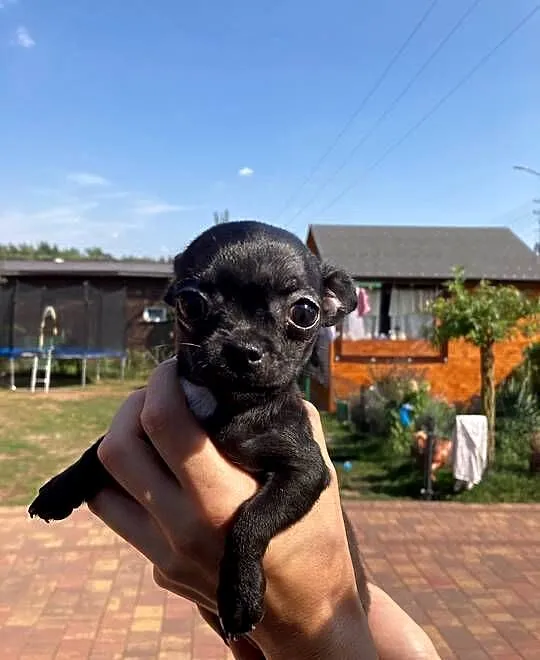 Chihuahua piesek/suczka, Mazowieckie, Ciechanów