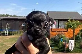 Chihuahua piesek/suczka