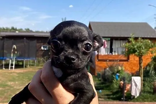 Chihuahua piesek/suczka, Mazowieckie, Ciechanów