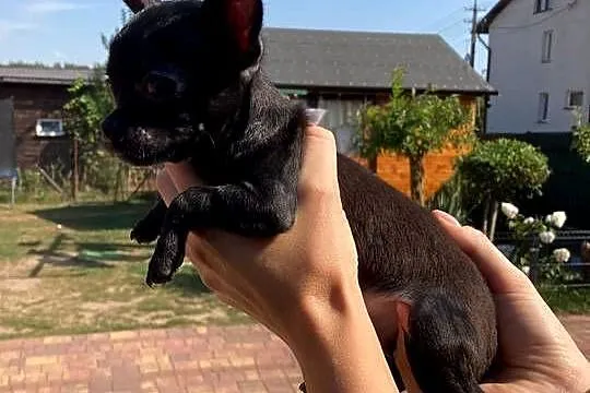 Chihuahua piesek/suczka, Mazowieckie, Ciechanów