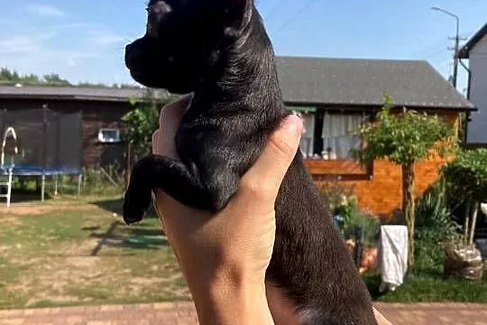 Chihuahua piesek/suczka, Mazowieckie, Ciechanów