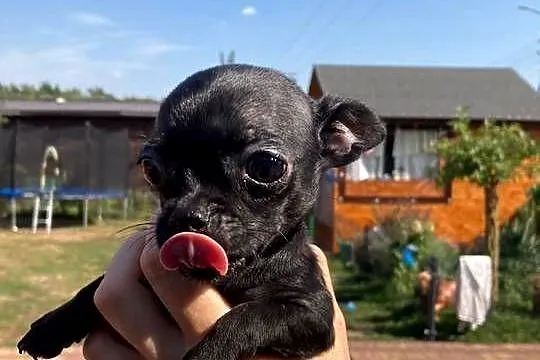 Chihuahua piesek/suczka, Mazowieckie, Ciechanów