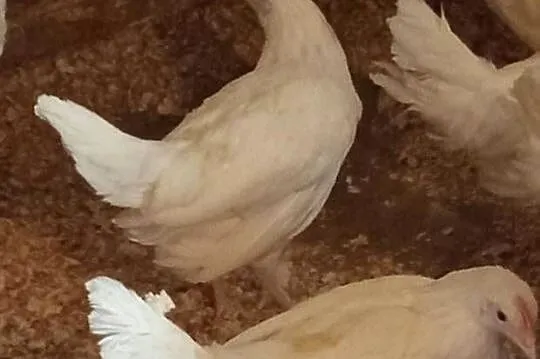 Młode kury leghorn