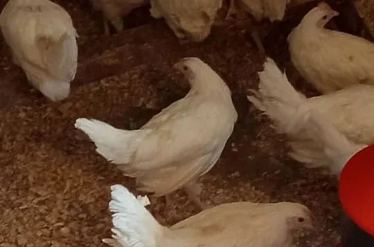 Młode kury leghorn, Podkarpackie, Krosno