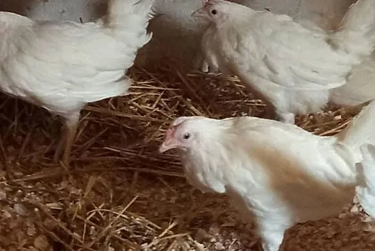 Młode kury leghorn, Podkarpackie, Krosno