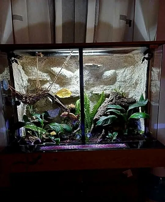 Sprzedam terrarium z 2 mieszkańcami gekony orzęsione, Wielkopolskie, Ostrzeszów
