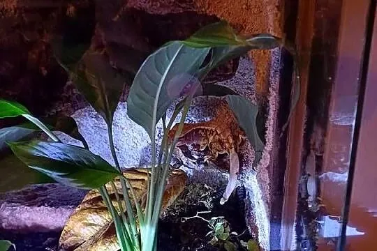 Sprzedam terrarium z 2 mieszkańcami gekony orzęsione, Wielkopolskie, Ostrzeszów