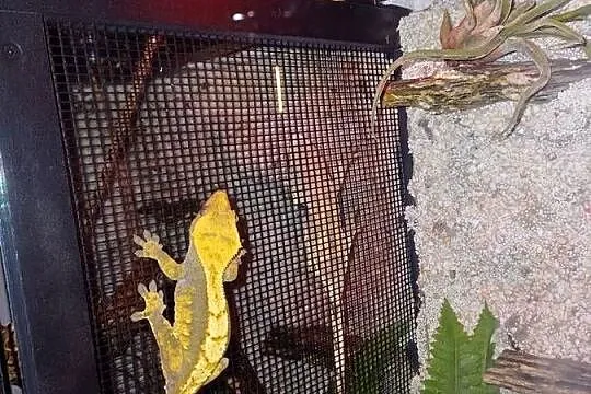 Sprzedam terrarium z 2 mieszkańcami gekony orzęsione, Wielkopolskie, Ostrzeszów