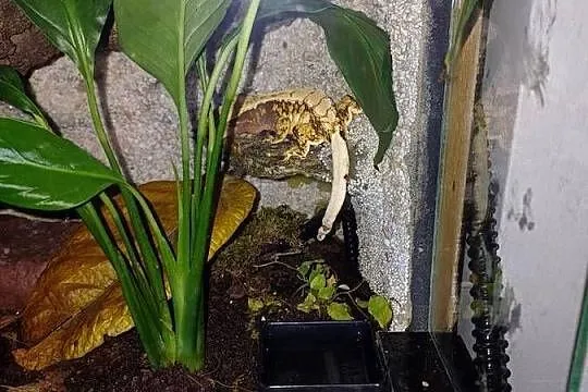 Sprzedam terrarium z 2 mieszkańcami gekony orzęsione, Wielkopolskie, Ostrzeszów