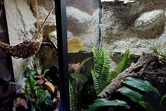 Sprzedam terrarium z 2 mieszkańcami gekony orzęsione, Wielkopolskie, Ostrzeszów
