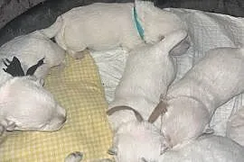 West Highland White Terrier