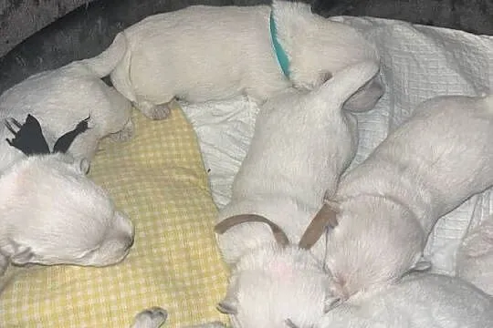 West Highland White Terrier, Pomorskie, Gdynia