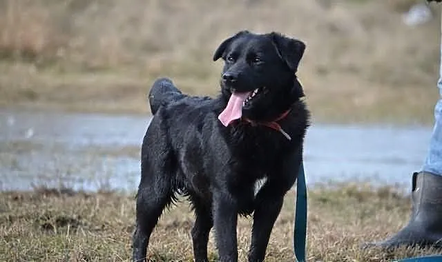 Młody Guciu w typie labradora !