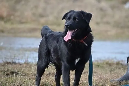 Młody Guciu w typie labradora !