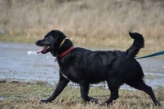 Młody Guciu w typie labradora !