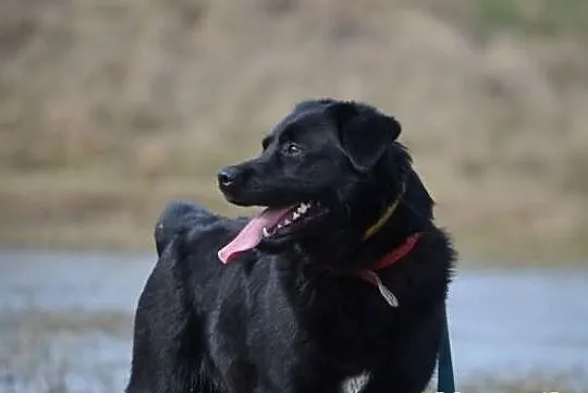 Młody Guciu w typie labradora !